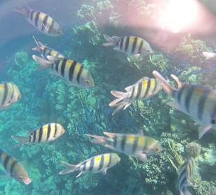 Unterwasserwelt einfach schön