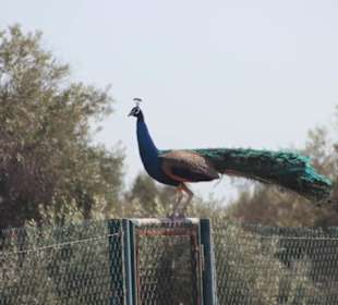 So stolz kann auch der Scheich auf sein Tierschutz