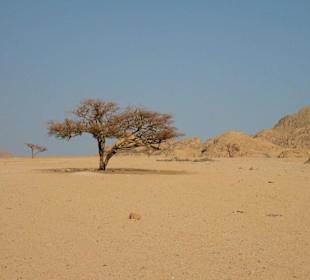 Wüste Sinai