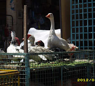 Auch lebende Tiere werden angeboten 