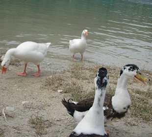 Angefütterte Wildtiere