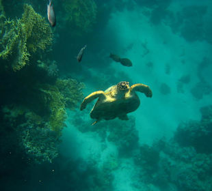 Schildkröte am Nordriff