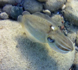 Schnorcheln Plimmiri
