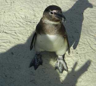 Pinguin
