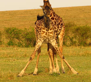 Hier sind Artisten in iher Show