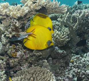 Falterfisch- Pärchen