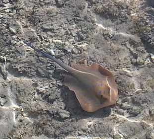 Am Hotelstranderblickt