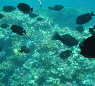 Submarine Sharm
