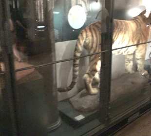 Museum für Naturkunde