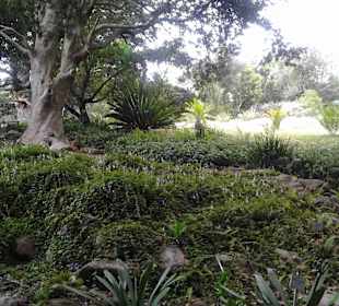 Botanischer Garten Kirstenbosch