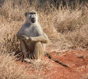 Wartet auch ob es was zum Fressen gibt