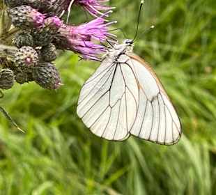 Gasthaus Schwellhäusl