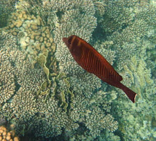 Fische im Hausriff Tulip Resort