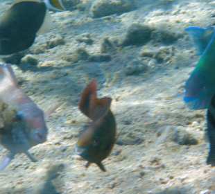 Ausflug Sharm el Naga