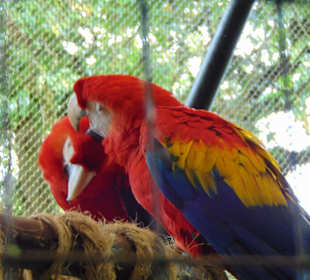 La Paz Waterfall Gardens