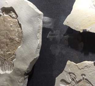 Dinosaurier Museum Altmühltal