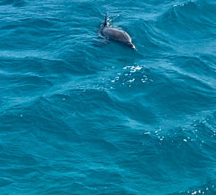 Delfin Tour Makadi Bay