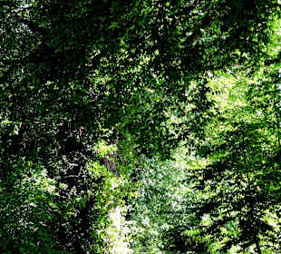 Spaziergang über den Stadtwall Wildeshausen