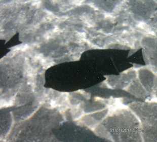 Sharm el Naga