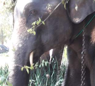 Hutsadin Elephant Foundation