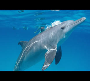 Delfin Tour Hurghada
