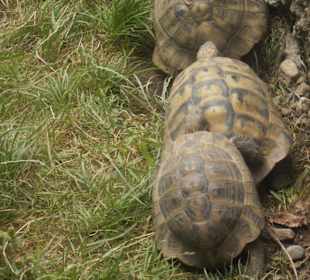Schildkröten in Reih und Glied..