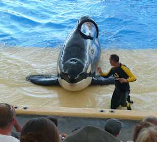 Orca Ocean-Show