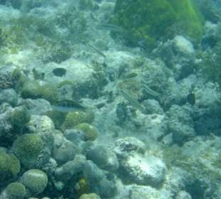 Schnorcheln am Riff