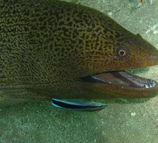 Riesnmuräne mit Putzerfisch