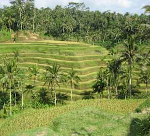 Reisfelder