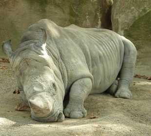 Breitmaulnashorn liegend