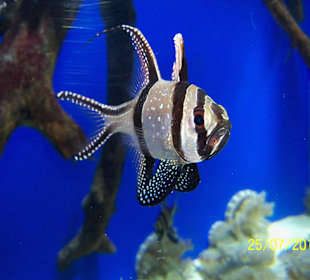 Großes Aquarium Dubai Mall