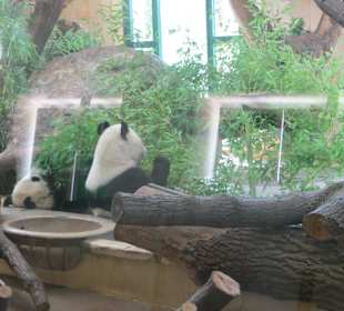Junger Panda mit Mama Panda :-)