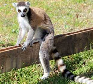 Lemur