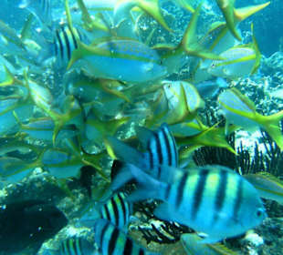 Schnorcheln auf der Paradiesinsel