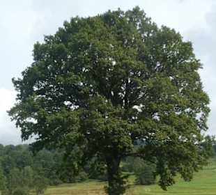 Bei unseren Spaziergängen in / bei Bodenmais