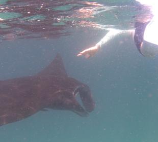Schnorcheln Raja Ampat	