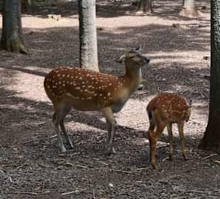 Überhaupt nicht scheu