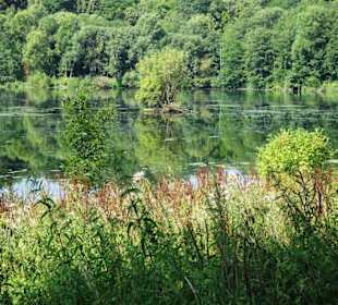 Naturparadies am Froschgrundsee