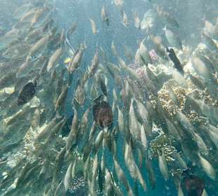 Schnorcheln Marsa Alam