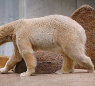 Eisbär