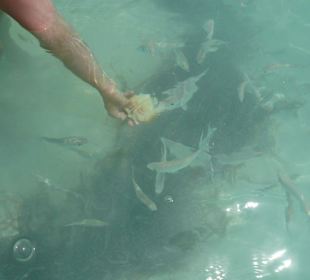Fische