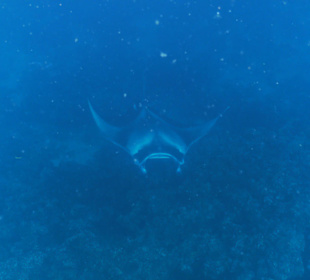 Manta
