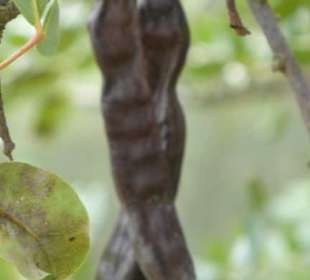 Naturpark Ria Formosa Johannisbrotbaum-Schote