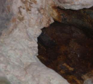 Bats in the caves
