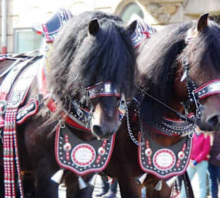 Brauerei Wolfshöher Neunkirchen 4er Spann