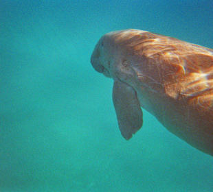 Dugong