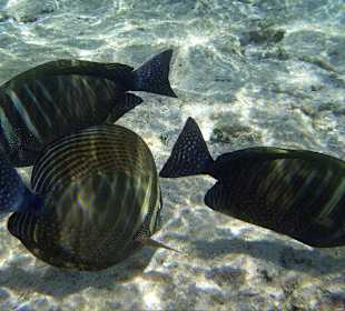 Zebrasoma desjardinii