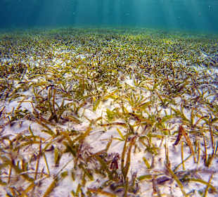 Schnorcheln Marsa Alam