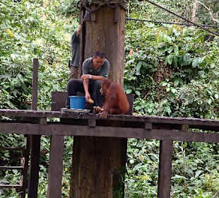Auf der Fütterungs-Plattform